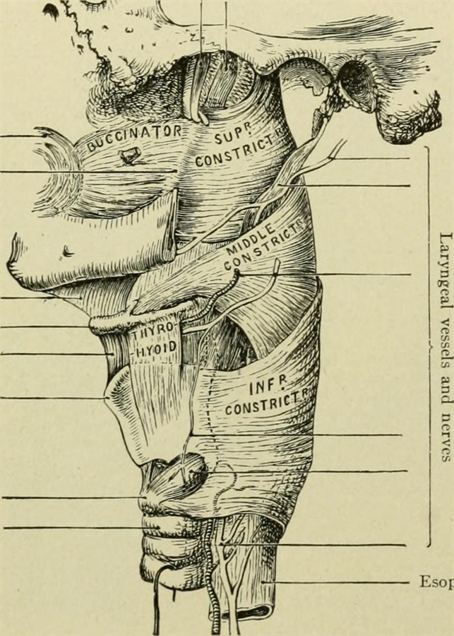 Che cosa è l'esofago: cenni anatomici